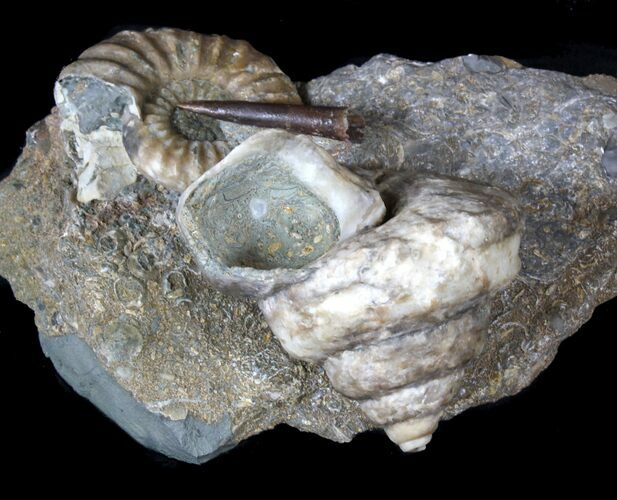 Fantastic Association (Gastropod, Ammonite, Belemnite) - England #63383